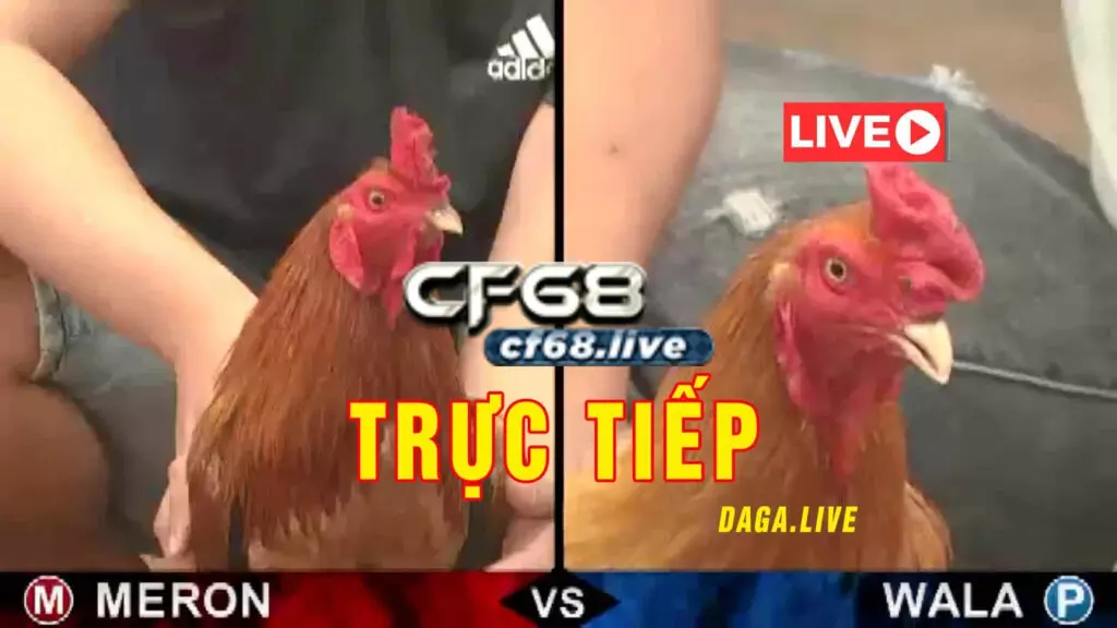 Trò chơi đá gà online cf68 club có trung thực không? Các trận đấu gà sẽ được chiếu trực tiếp