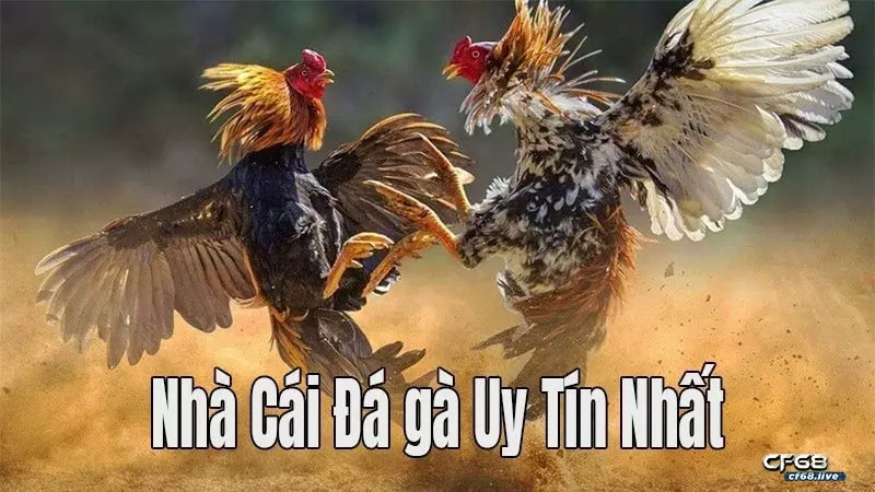 Đá gà online: Cách chơi hiệu quả nhất dành cho người mới 2022 Chơi game đá gà uy tín ở đâu?