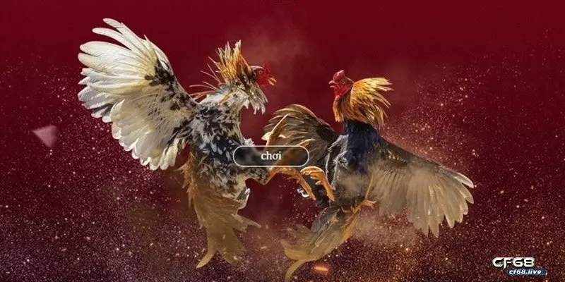 Chơi đá gà trực tuyến - Thông tin cơ bản và 3 kênh chơi tốt nhất Thông tin cơ bản của game chơi đá gà trực tuyến