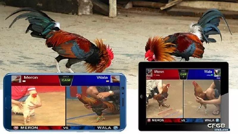 Đá gà online: Cách chơi hiệu quả nhất dành cho người mới 2022 Cách hình thức đá gà trực tuyến