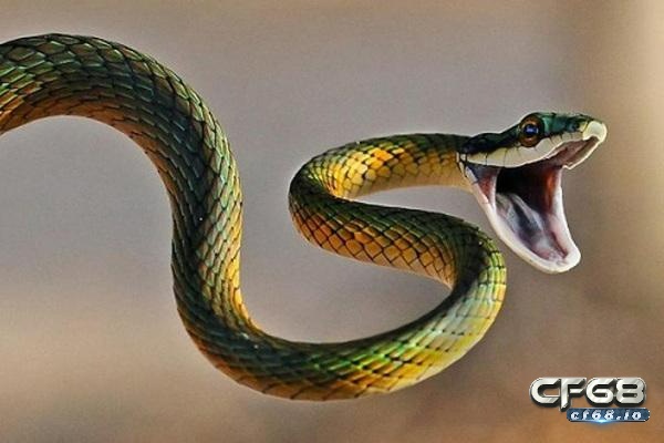 Nằm mơ thấy rắn cắn vào chân là điềm gì? Cf68 giải mã Mơ thấy rắn khiến nhiều người hoảng sợ