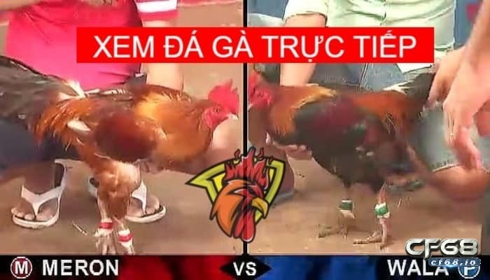 Tai game da ga phiên bản mới nhất hiện nay cùng Cf68 Nhanh chóng tai game da ga về máy tính hoặc Laptop