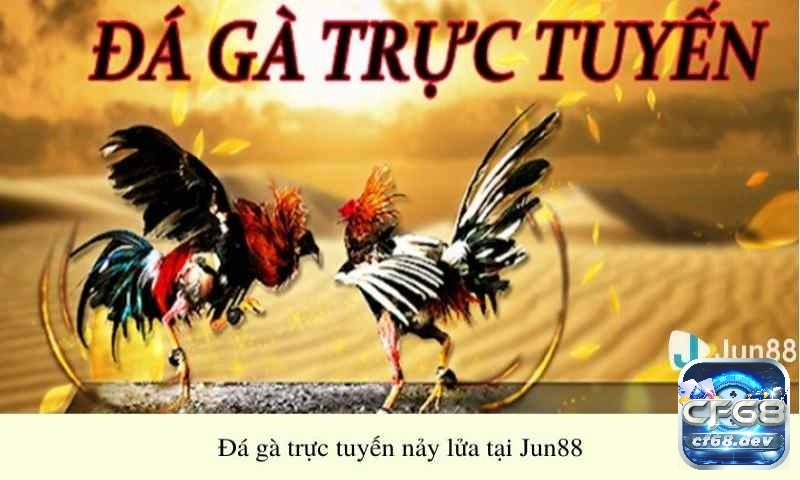 Nhà cái bet Jun88 chất lượng, uy tín số 1 nên tham gia Đá gà rất nảy lửa chỉ có tại jun88