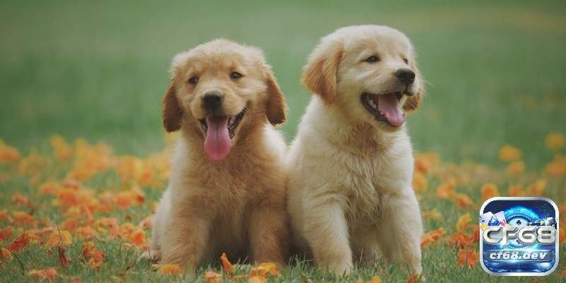 Sổ mơ lô đề các con vật: khám phá điềm báo trúng lớn 99% Người chơi cần lưu ý các đặc điểm và ý nghĩa của con vật để tìm ra con số chính xác nhất