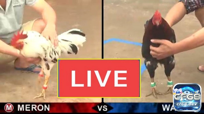 Đá gà online tại casino jun88 – Sân chơi uy tín, chuyên nghiệp Xem đá gà trực tuyến và cược