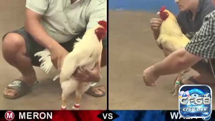 Game đá gà tại cf68: Sân chơi đá gà ăn tiền uy tín nhất Đá gà Meron và Wala có nhiều điểm khác biệt