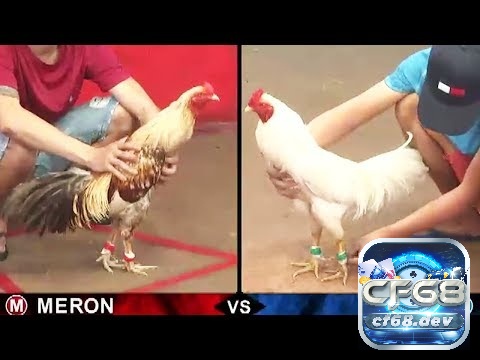 Đá ga trực tiếp là gì? Kinh nghiệm chơi đá gà luôn thắng 100% Các của cược khi chơi đá ga trực tiếp