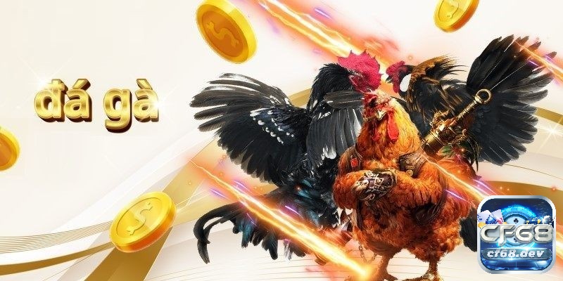Đá ga trực tiếp là gì? Kinh nghiệm chơi đá gà luôn thắng 100% Kinh nghiệm chơi đá gà luôn thắng 100%