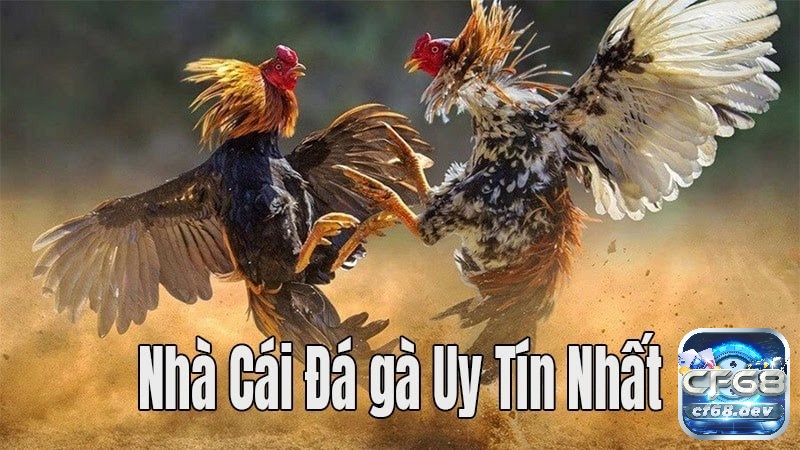 Đá ga trực tiếp là gì? Kinh nghiệm chơi đá gà luôn thắng 100% Tham gia chơi đá ga trực tiếp tại nhà cái CF68