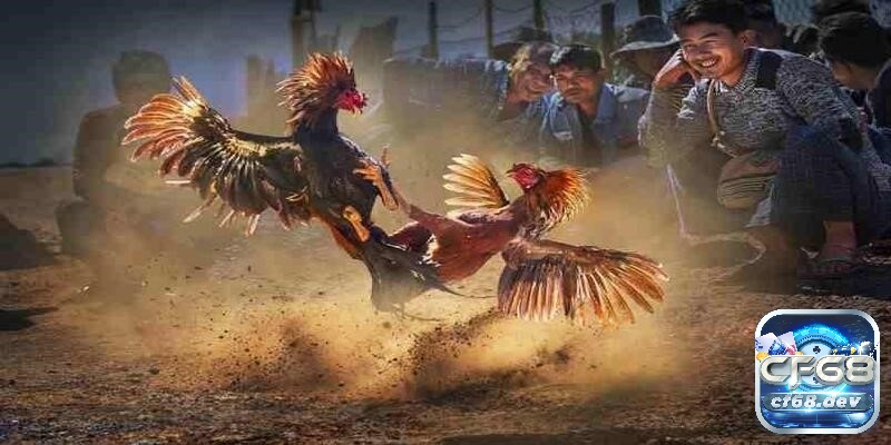 Trò chơi đá gà: Hình thức phổ biến, cách tham gia đặt cược cf68 Trò chơi đá gà có những hình thức nào?