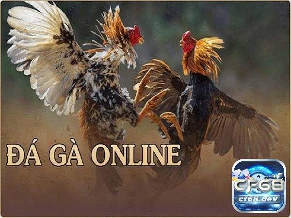 Trò chơi đá gà: Hình thức phổ biến, cách tham gia đặt cược cf68 Chơi Trò chơi đá gà ở cf68.dev có những đặc điểm nổi bật gì?