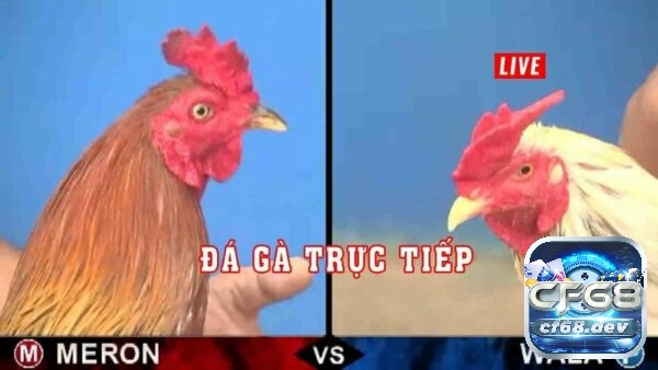 Nhà cái 88.nét - Kho game đa dạng - Uy tín Chất lượng Đá gà chuyên nghiệp
