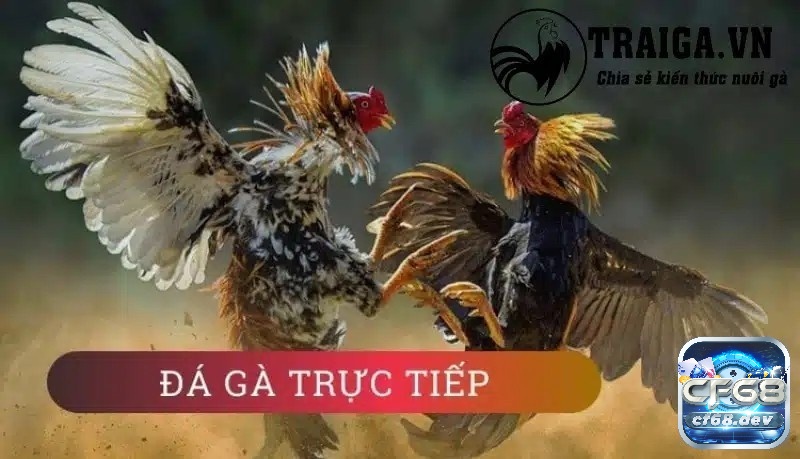 Game đá gà trực tiếp - hình thức giải trí cược lợi nhuận hấp dẫn Những cửa cược nổi bật tại Game đá gà trực tiếp