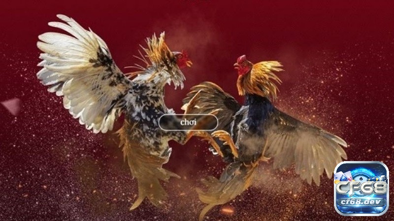 Game đá gà trực tiếp - hình thức giải trí cược lợi nhuận hấp dẫn Kinh nghiệm tham gia Game đá gà trực tiếp hay nhất