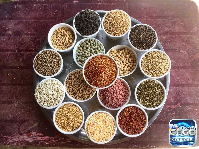 Các loại mồi cho gà đá sử dụng trong huấn luyện - Giải đáp Cơ bản các thành phần các loại mồi cho gà đá