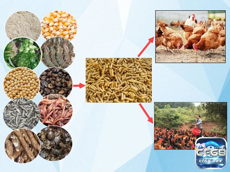Các loại mồi cho gà đá sử dụng trong huấn luyện - Giải đáp Cách chế biến các loại mồi cho gà đá hiệu quả