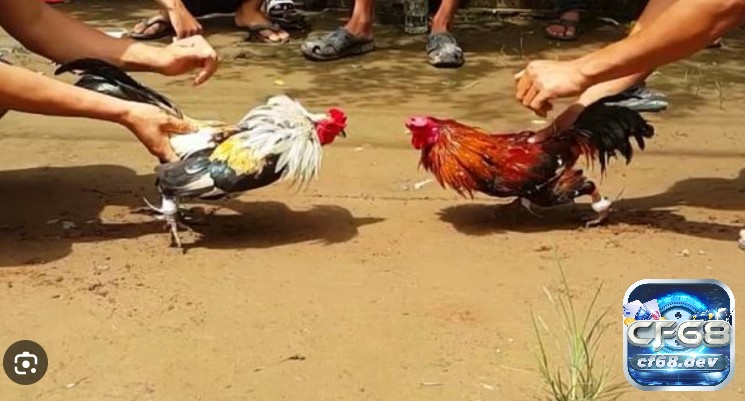 Các thuật ngữ đá gà thường được sử dụng phổ biến - Giải mã Các thuật ngữ đá gà về luật chơi là gì?