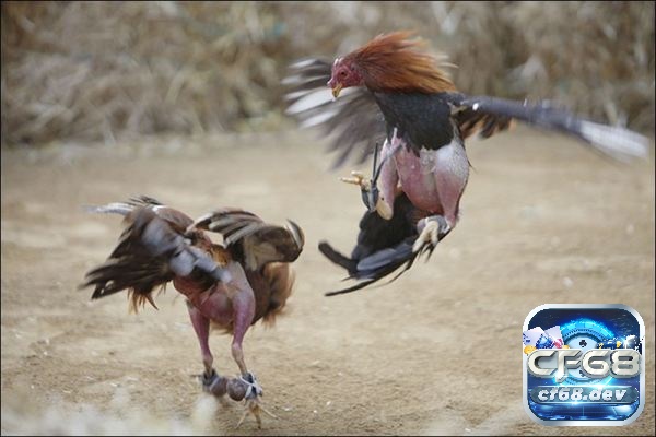 Cách chọn cựa sắt cho gà đá rất quan trọng - Hướng dẫn chi tiết Kích thước là yếu tố đầu tiên cần chú ý trong cách chọn cựa sắt cho gà đá