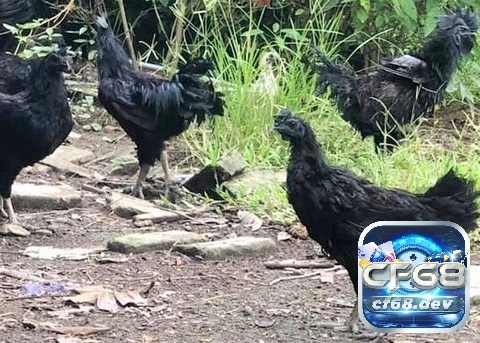 Gà mặt quỷ là gì? Tại sao gà mặt quỷ lại đắt như thế? Tính cách gà đen Indonesia rất thân thiện và hoà đồng