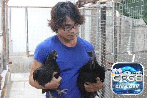 Gà mặt quỷ là gì? Tại sao gà mặt quỷ lại đắt như thế? Một cặp gà mặt quỷ có giá khoảng 10 triệu