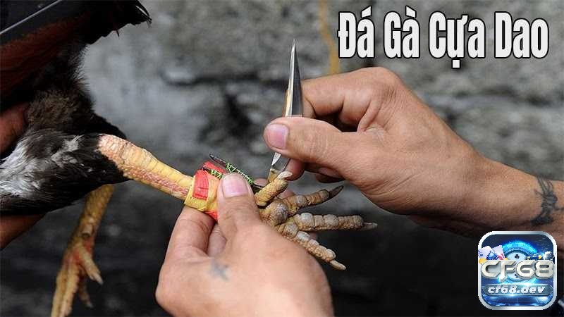 Luật chơi đá gà cựa dao - chi tiết cách kiểm tra nài, thu gà Luật chơi đá gà cựa dao có những điểm nổi bật gì?