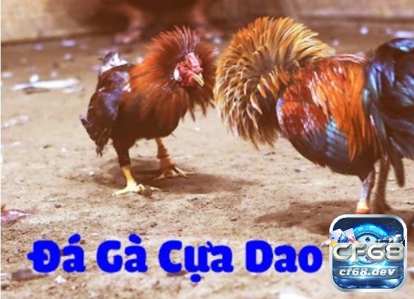 Luật chơi đá gà cựa dao - chi tiết cách kiểm tra nài, thu gà Quy định kết thúc trận đấu trong Luật chơi đá gà cựa dao như thế nào?