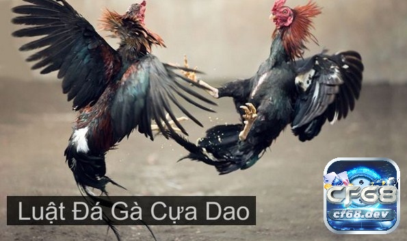 Luật chơi đá gà cựa dao - chi tiết cách kiểm tra nài, thu gà Luật chơi đá gà cựa dao được phát triển như thế nào?