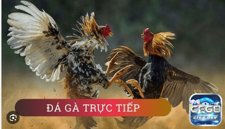 Luật chơi đá gà miền Bắc cho anh em kê thủ chi tiết nhất Các chiến kê cần phải cùng hạng cân mới có thể tham gia vào một trận