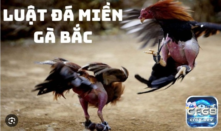 Luật chơi đá gà miền Bắc cho anh em kê thủ chi tiết nhất Đá gà miền Bắc được phổ biến rộng rãi của anh em cược thủ miền ngoài