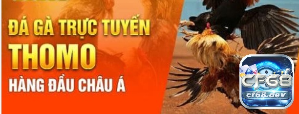 Luật chơi đá gà thomo - Quy định cơ bản về các hình thức đá gà Luật chơi đá gà thomo quy định dựa vào hình thức trong đá gà thomo cụ thể