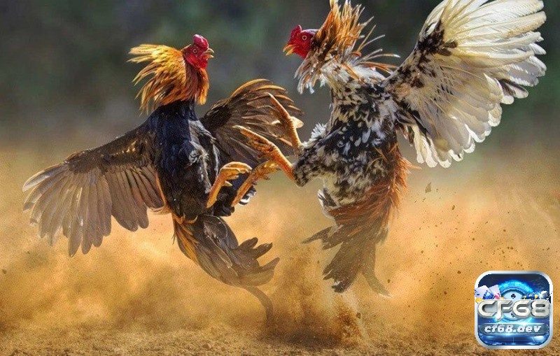Luật chơi đá gà thomo - Quy định cơ bản về các hình thức đá gà Luật chơi đá gà thomo có những điểm nổi bật gì?