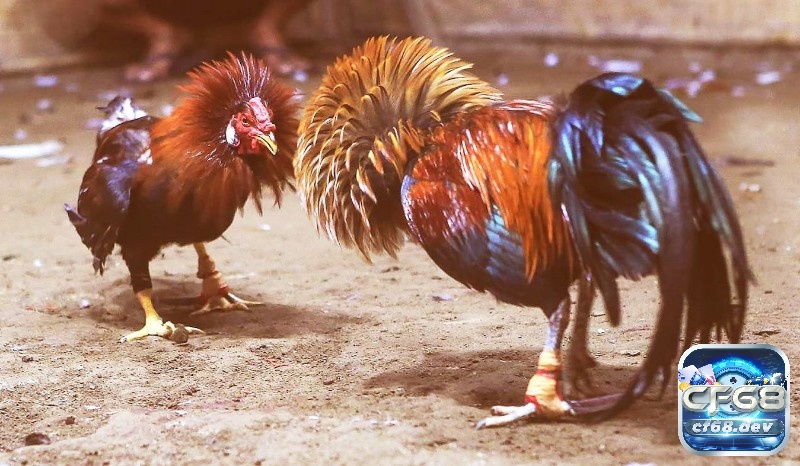 Luật chơi đá gà thomo - Quy định cơ bản về các hình thức đá gà Luật chơi đá gà thomo trong quá trình thi đấu như thế nào?