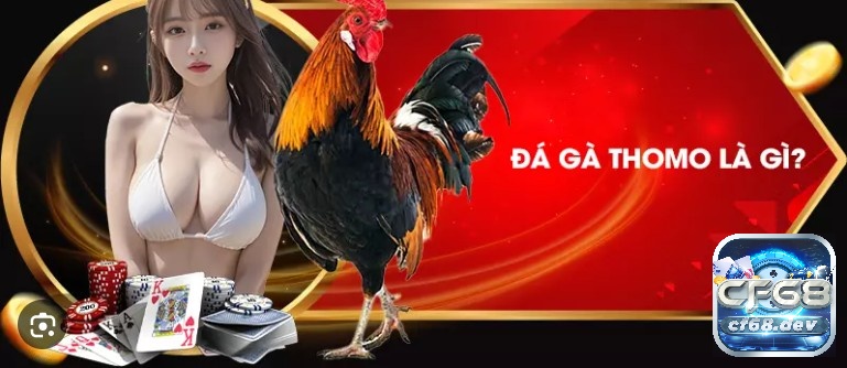 Luật chơi đá gà thomo - Quy định cơ bản về các hình thức đá gà Luật chơi đá gà thomo là gì? Giới thiệu cơ bản