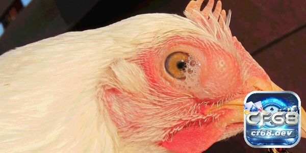 Các bệnh thường gặp ở gà chọi - 5 bệnh nguy hiểm nhất bệnh CRD hen gà là một bệnh do vi khuẩn Mycoplasma gallisepticum gây ra