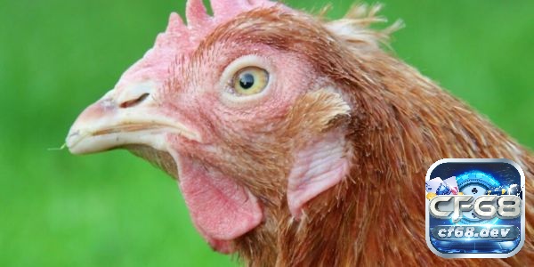 Các bệnh thường gặp ở gà chọi - 5 bệnh nguy hiểm nhất bệnh thương hàn gà do vi khuẩn Salmonella gallinarum gây ra