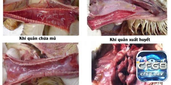 Các bệnh thường gặp ở gà chọi - 5 bệnh nguy hiểm nhất bệnh viêm phế quản do virus Coronavirus gây ra