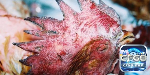 Các bệnh thường gặp ở gà chọi - 5 bệnh nguy hiểm nhất bệnh cúm gia cầm là một trong những bệnh lý có thời gian ủ bệnh kéo dài, khó kiểm soát và dễ lây lan