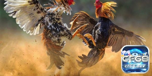 Các bệnh thường gặp ở gà chọi - 5 bệnh nguy hiểm nhất Cách phòng tránh các bệnh thường gặp ở gà chọi