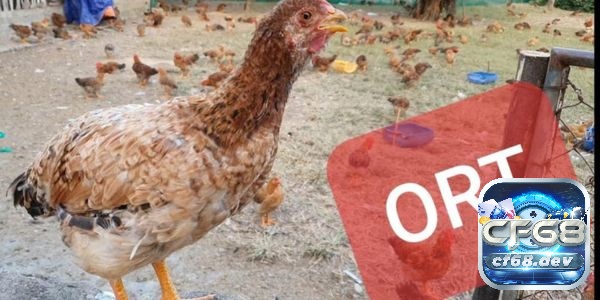 Các bệnh thường gặp ở gà chọi - 5 bệnh nguy hiểm nhất Bệnh ORT ở gà được gây ra bởi vi khuẩn