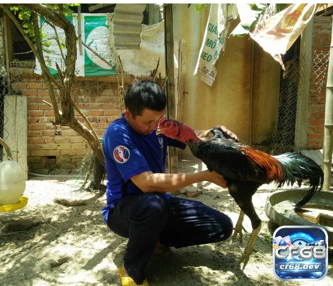 Các giống gà chọi: Nguồn gốc, cách phân biệt gà chọi cho sư kê Dù là giống gà chọi nào cũng phải có sự chăm sóc kĩ càng từ sư kê