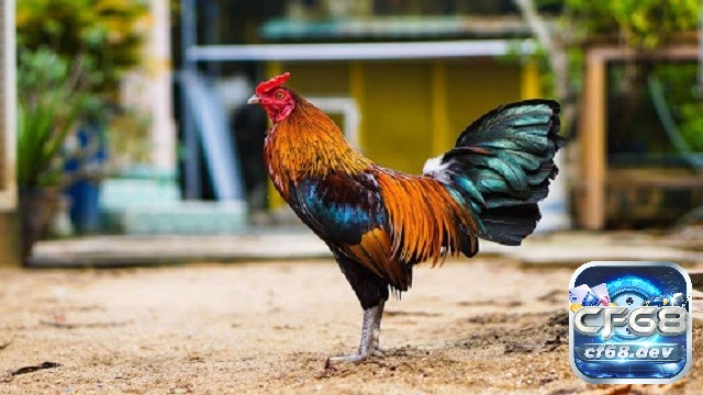 Cách chọn gà cựa sắt cần lưu những tiêu chí, yếu tố nào? Cập nhật tiêu chí vảy gà để chọn gà đá cựa sắt chuẩn