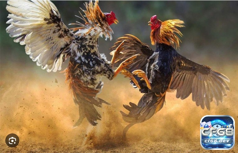 Cách xem ngày đá gà dựa vào 12 con giáp, ngày tốt đi đá gà Sư kê nên biết cách xem ngày đá gà để chiến kê ra sân trạng thái tốt nhất