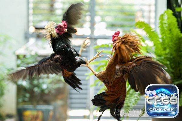 Đá gà là gì? Nguồn gốc và cách chọn giống gà đá hay Giải đáp nguồn gốc đá gà là gì?