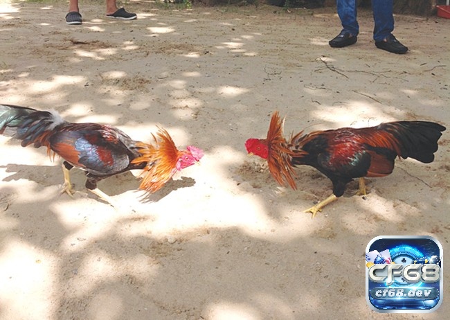 Luật chơi đá gà campuchia quy định mới nhất từ A đến Z Giới thiệu về luật chơi đá gà campuchia chi tiết