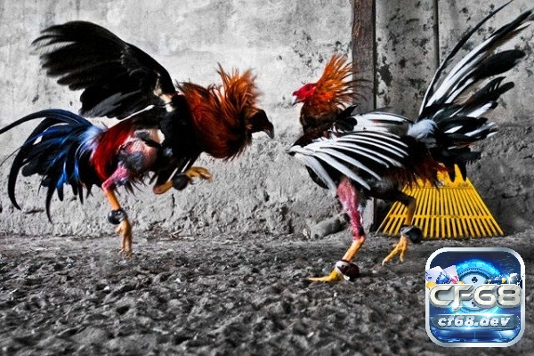 Luật chơi đá gà cựa sắt có sự cải tiến so với luật đá gà chung Ưu điểm của đá gà cựa sắt và quy định luật chơi đá gà cựa sắt