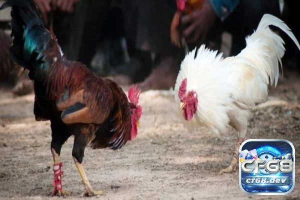 Luật chơi đá gà cựa sắt có sự cải tiến so với luật đá gà chung Luật chơi đá gà cựa sắt quy định như thế nào?