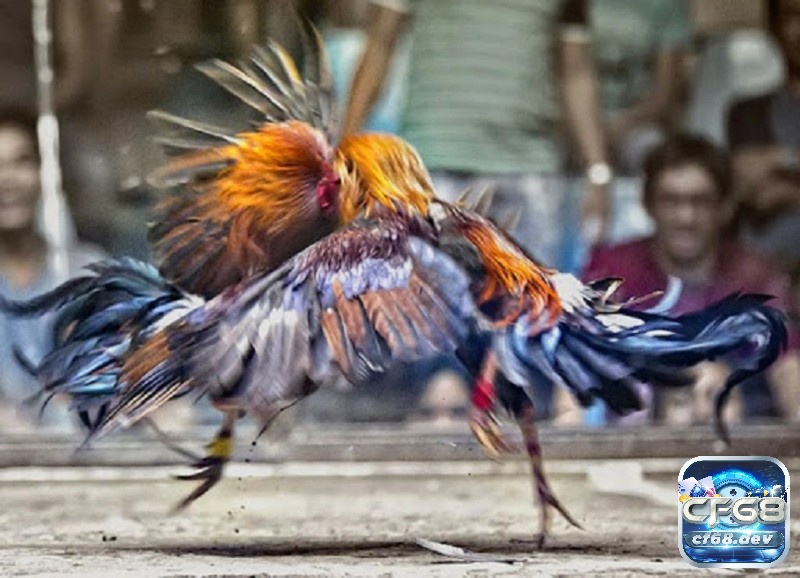 Luật chơi đá gà tre và các thuật ngữ phổ biến thường dùng Luật chơi đá gà tre có cụ thể các kèo khác nhau được đưa ra ban đầu