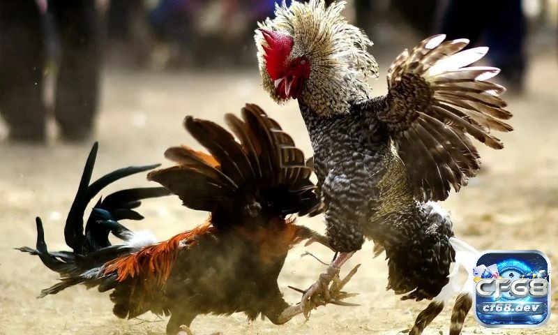 Luật chơi đá gà tre và các thuật ngữ phổ biến thường dùng Giới thiệu trò đá gà tre và luật chơi đá gà tre