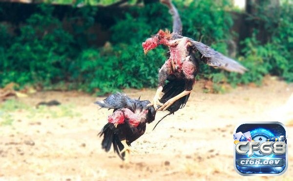Luật đá gà miền Nam chi tiết, tổng hợp cho người mới Nắm các thuật ngữ để tham gia đá gà hiệu quả