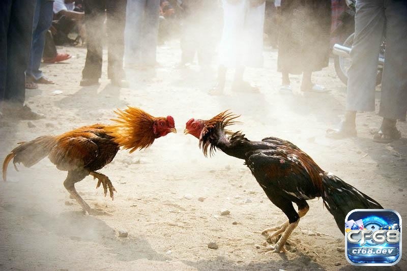 Luật đá gà miền Nam chi tiết, tổng hợp cho người mới Quy định các thuật ngữ thông dụng của một trận đấu gà hấp dẫn